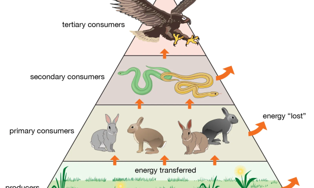 Hewan Kurban: Latar Belakang dan Nilai Ekonomis